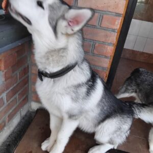 Champion Alaskan Malamute