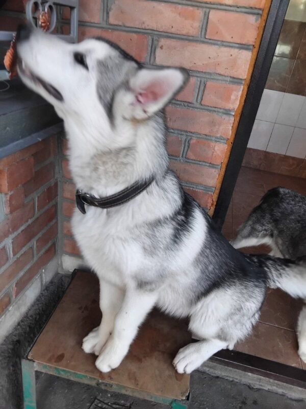 Champion Alaskan Malamute Champion Alaskan Malamute