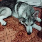 Champion-male-alaskan-malamute-puppy-for-sale-2