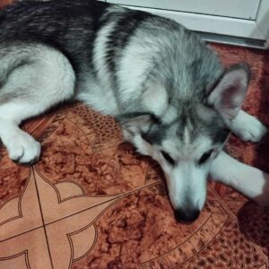 Champion Alaskan Malamute