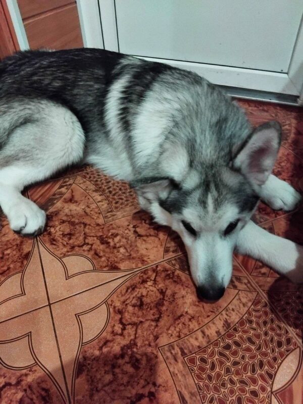 Champion Alaskan Malamute Champion Alaskan Malamute