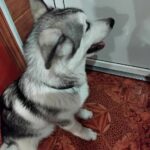 Champion-male-alaskan-malamute-puppy-for-sale-3