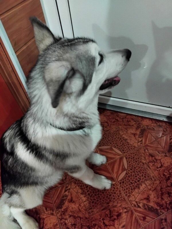 Champion Alaskan Malamute Champion Alaskan Malamute