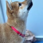 Chinzano-male-Shiba-puppy-for-sale-1