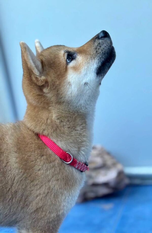 Chinzano Shiba Inu Chinzano Shiba Inu