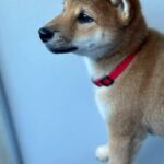 Chinzano-male-Shiba-puppy-for-sale-2