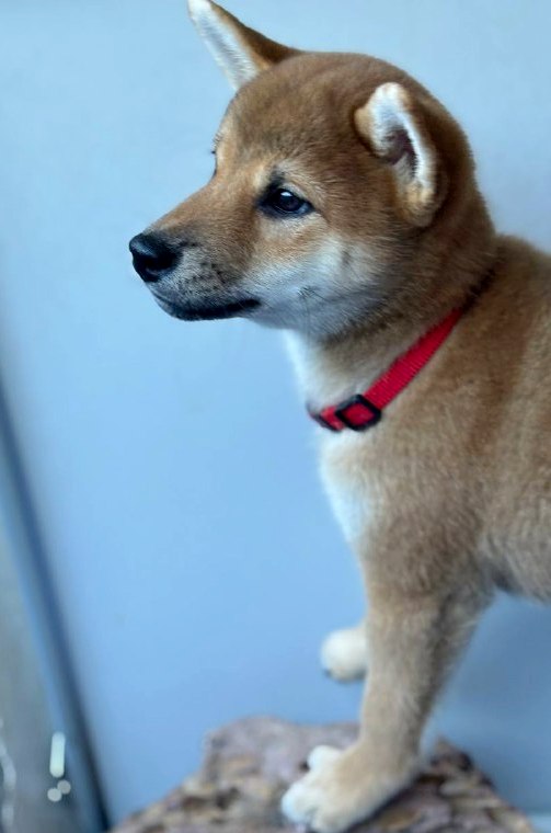 Chinzano Shiba Inu Chinzano Shiba Inu
