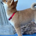Chinzano-male-Shiba-puppy-for-sale-3