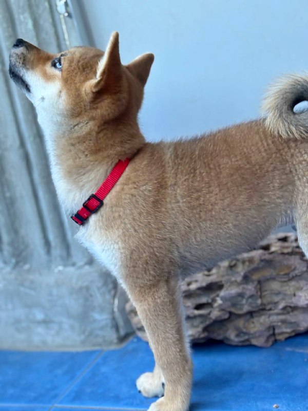 Chinzano Shiba Inu Chinzano Shiba Inu