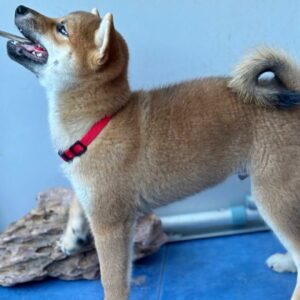 Chinzano Shiba Inu