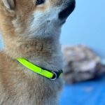 Cirilla-female-Shiba-puppy-for-sale-1