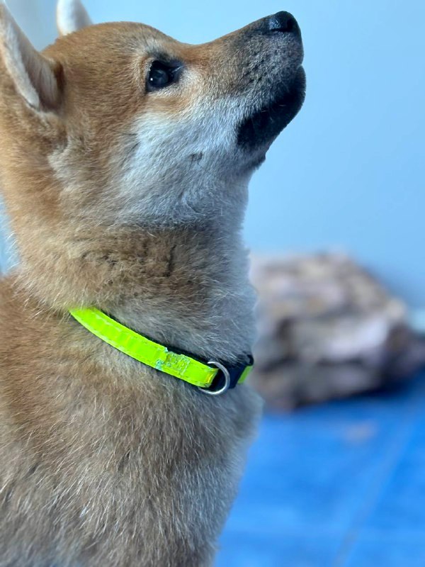 Cirilla Shiba Inu Cirilla Shiba Inu