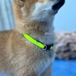 Cirilla-female-Shiba-puppy-for-sale-2