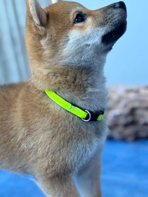 Cirilla Shiba Inu Cirilla Shiba Inu