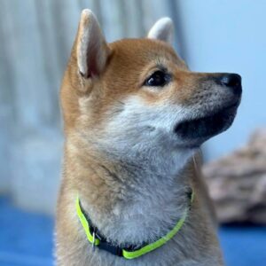 Cirilla Shiba Inu Cirilla Shiba Inu