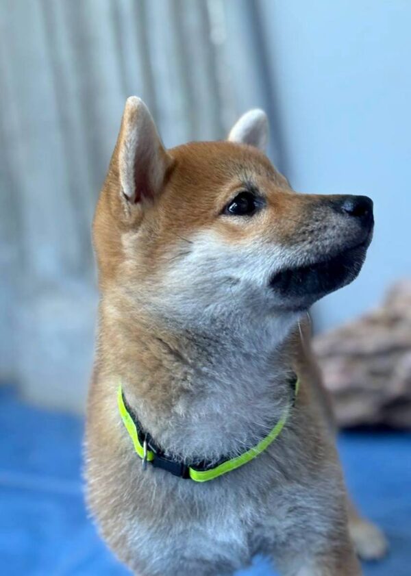 Cirilla Shiba Inu Cirilla Shiba Inu