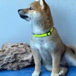 Cirilla-female-Shiba-puppy-for-sale-4