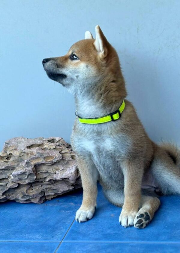 Cirilla Shiba Inu Cirilla Shiba Inu