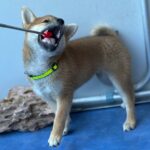 Cirilla-female-Shiba-puppy-for-sale-5