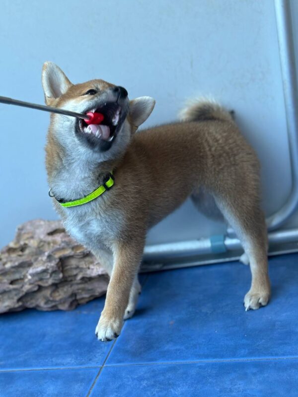 Cirilla Shiba Inu Cirilla Shiba Inu