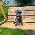 DAKOTA-female-Corso-puppy-for-sale-1