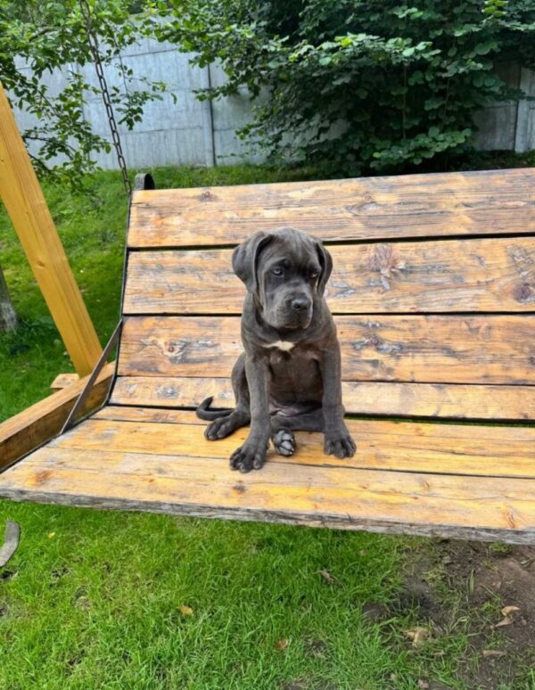 Dakota Cane Corso