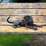DAKOTA-female-Corso-puppy-for-sale-2