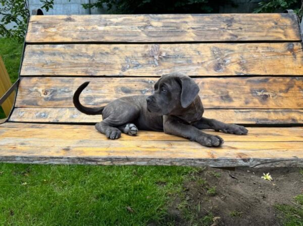 Dakota Cane Corso