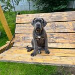 Sambuca Cane Corso
