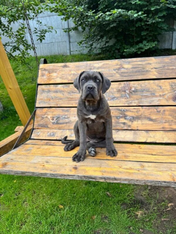 Dakota Cane Corso