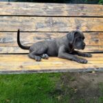 DAKOTA-female-Corso-puppy-for-sale-4
