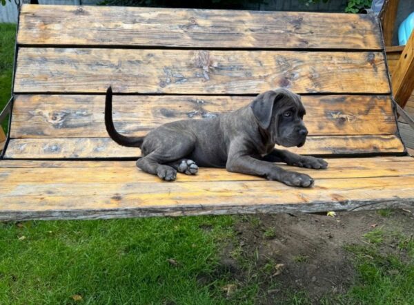 Dakota Cane Corso
