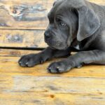 DINARA-female-Corso-puppy-for-sale-1