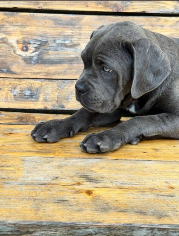 Dinara Cane Corso