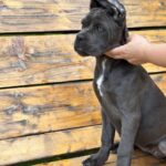 DINARA-female-Corso-puppy-for-sale-2