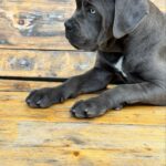 DINARA-female-Corso-puppy-for-sale-3