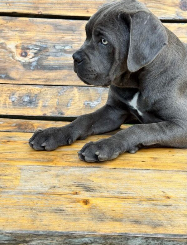 Dinara Cane Corso
