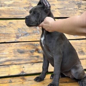 Dinara Cane Corso