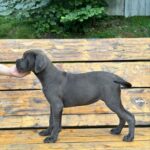 DINARA-female-Corso-puppy-for-sale-5