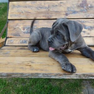 Dominicana Cane Corso