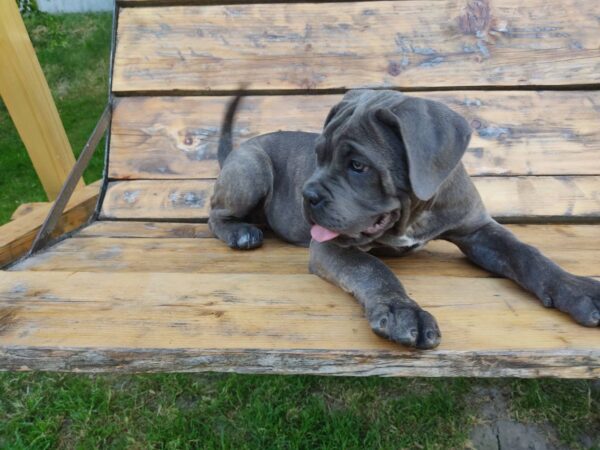 Dominicana Cane Corso