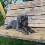 DOMINICANA-female-Corso-puppy-for-sale-2