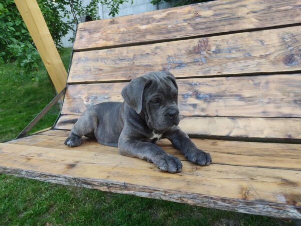 Dominicana Cane Corso
