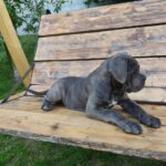 DOMINICANA-female-Corso-puppy-for-sale-3