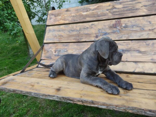 Dominicana Cane Corso