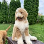 Sherlock Giant Poodle