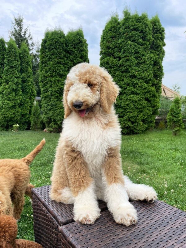 Daisy Giant Poodle Daisy Giant Poodle