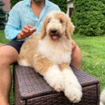 Daisy-female-Poodle-puppy-for-sale-2