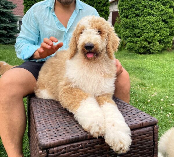 Daisy Giant Poodle Daisy Giant Poodle