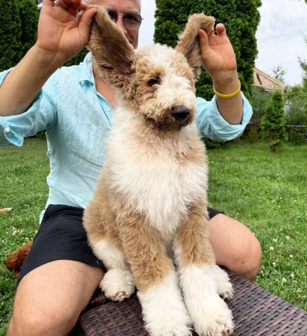 Daisy Giant Poodle Daisy Giant Poodle